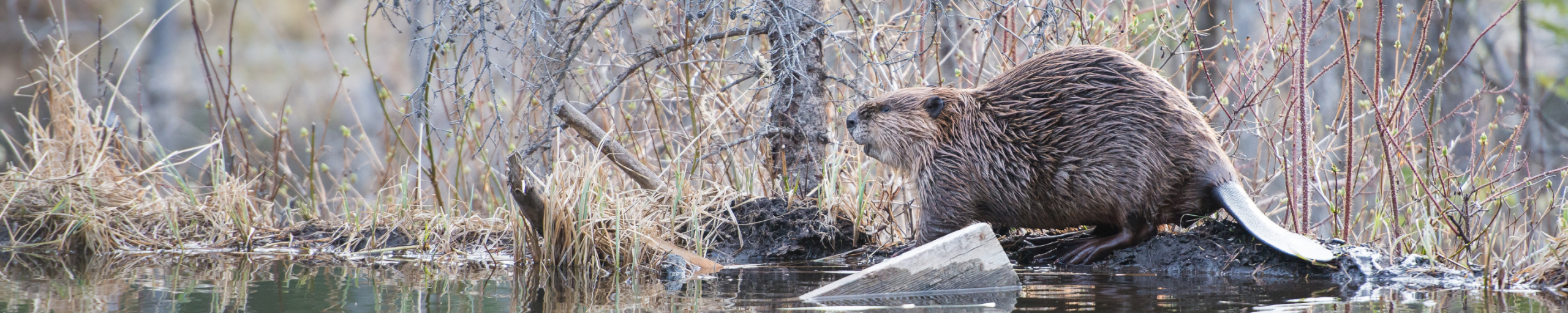 Foto van een bever