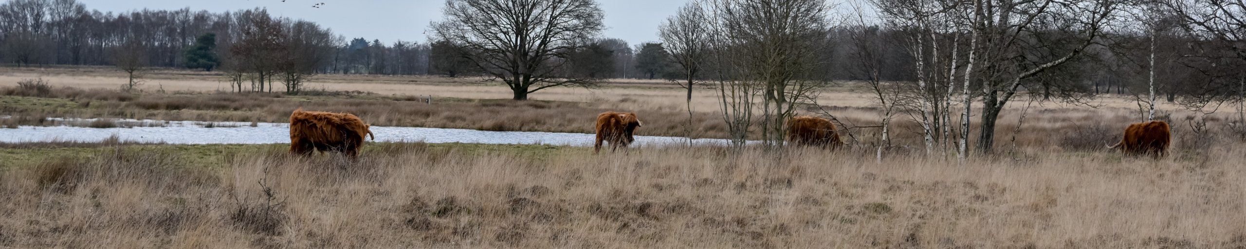 Boerenveensche Plassen