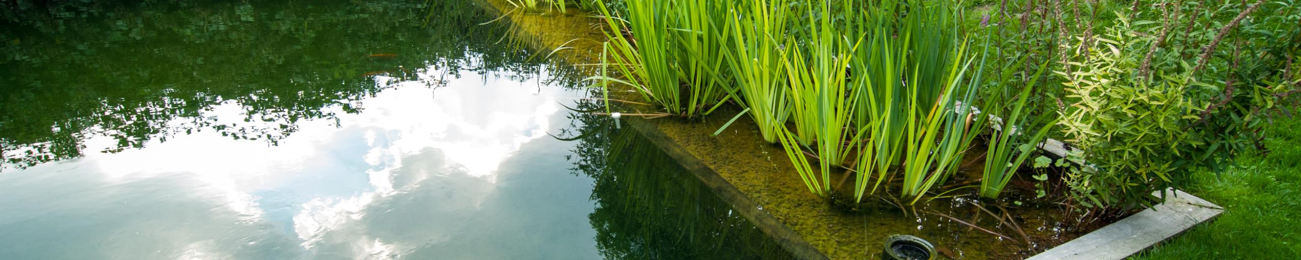 Groene tuin met water