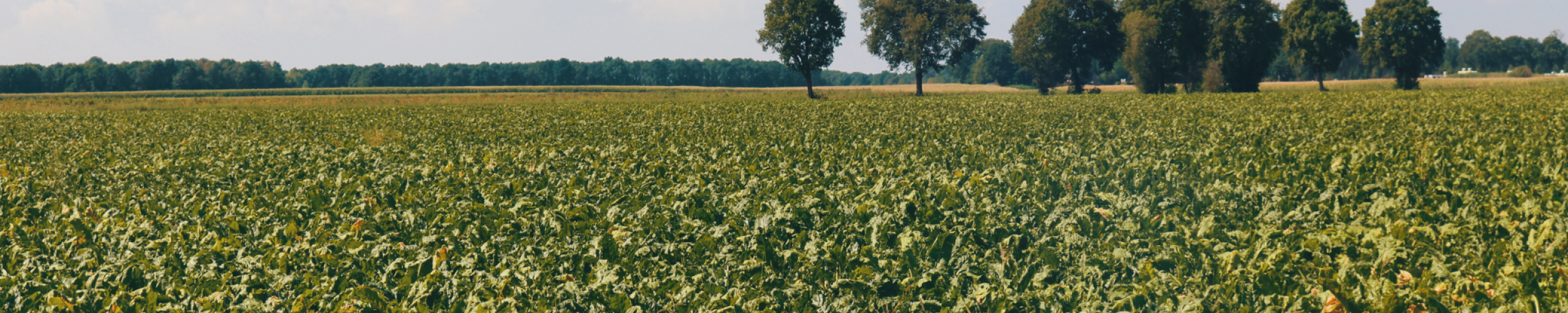 Groen akkergewas in Westerhuizingerveld