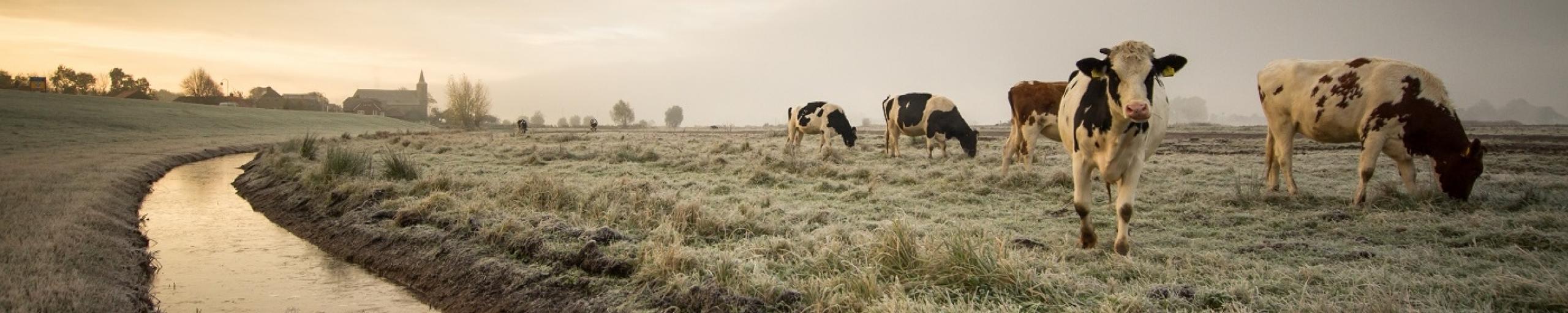 Landbouw, kleine sloot en koeien
