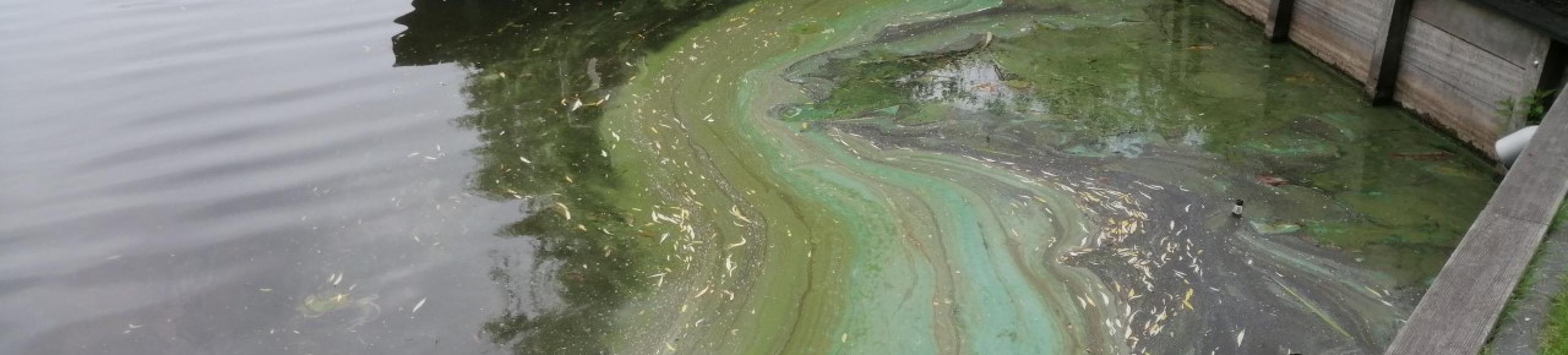 Blauwalg In Hulsterplas Nieuwleusen Waterschap Drents