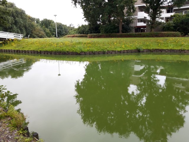 Op deze afbeelding is blauwalg te zien in de Dobbe-vijver in Zwolle. 